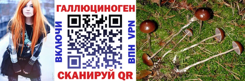 где найти наркотики  Чекалин  Галлюциногенные грибы мухоморы 